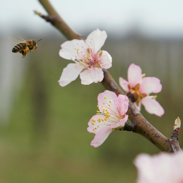 biodiversite - culture raisonnee Chateau Fougeailles